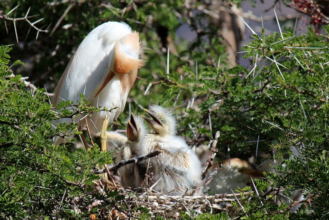 Image - birds fledglings nest nature feed