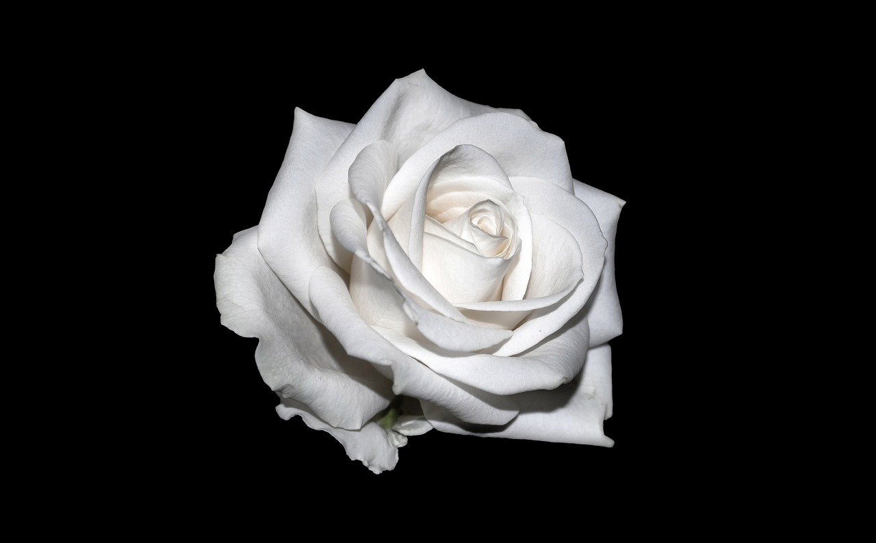 Image - rose white background white rose