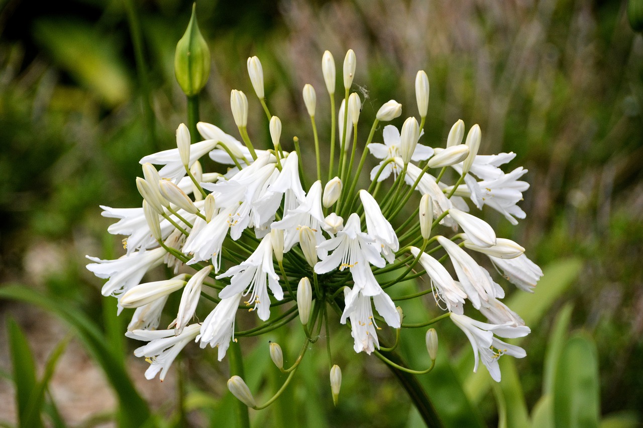 Image - flower decorative onion plant flora