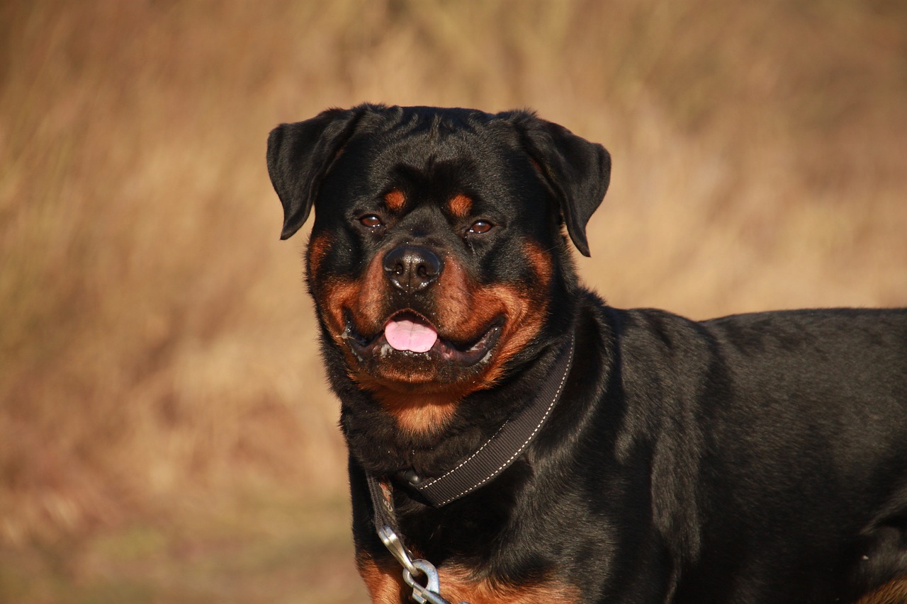 Image - rottweiler animal winter dog