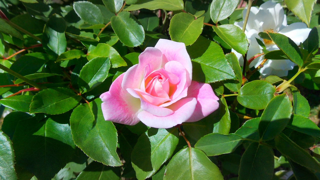 Image - rose flower perennial leaf petal