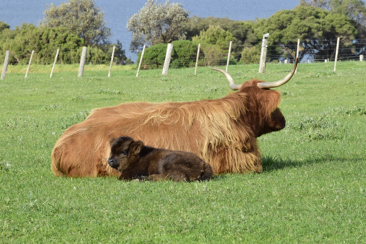 Image - cows lying grass calf mother