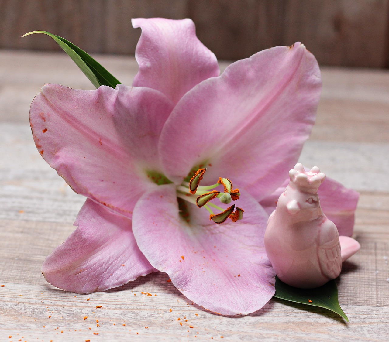 Image - lily flower blossom bloom bird