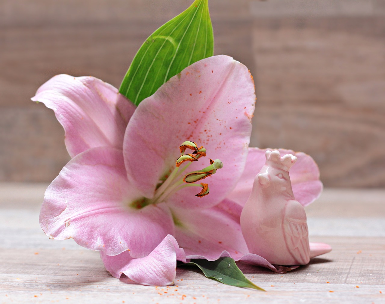 Image - lily flower blossom bloom bird