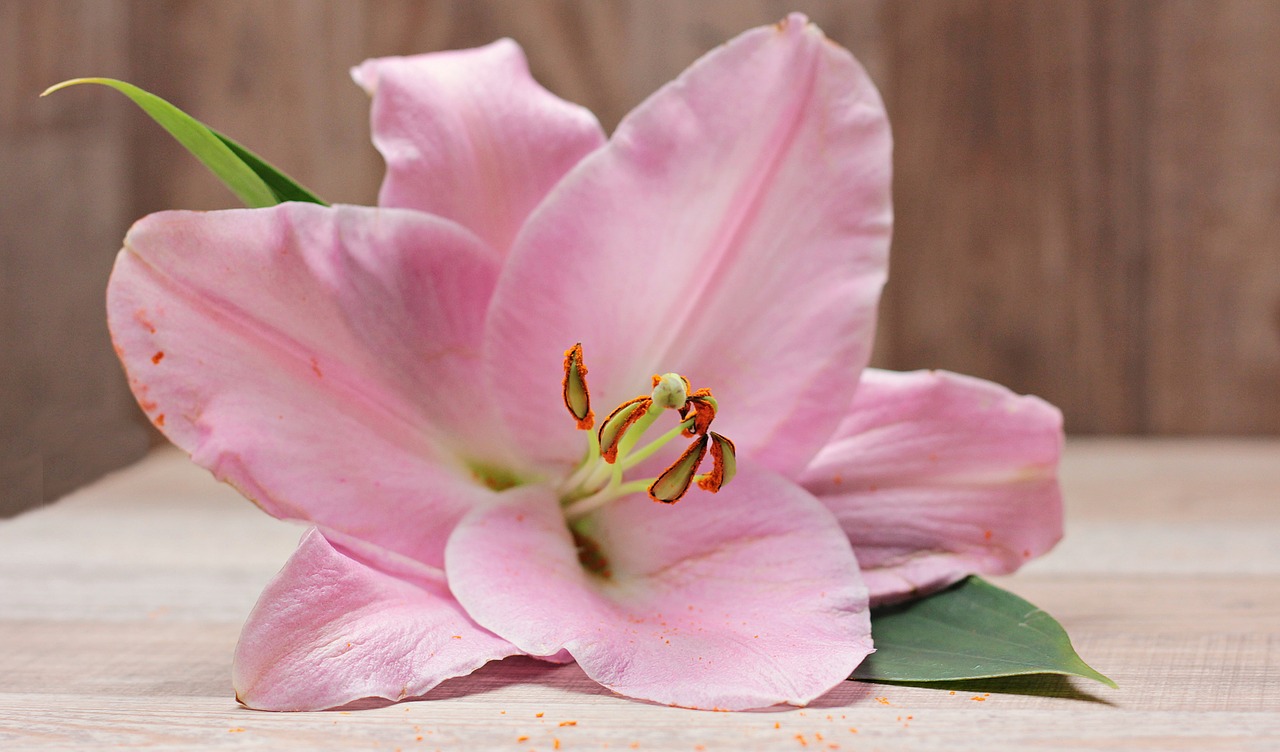 Image - lily flower blossom bloom plant