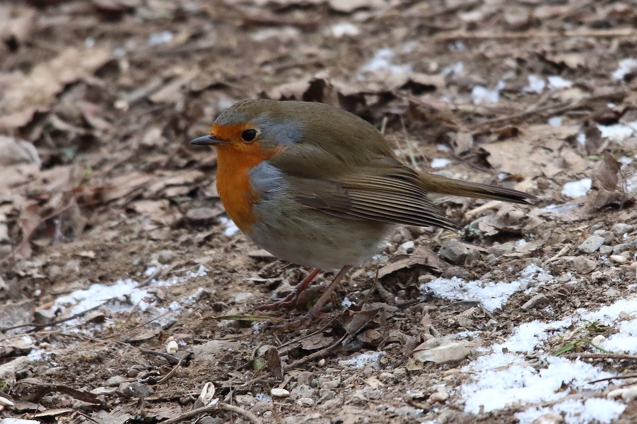 Image - red goblets bird songbird