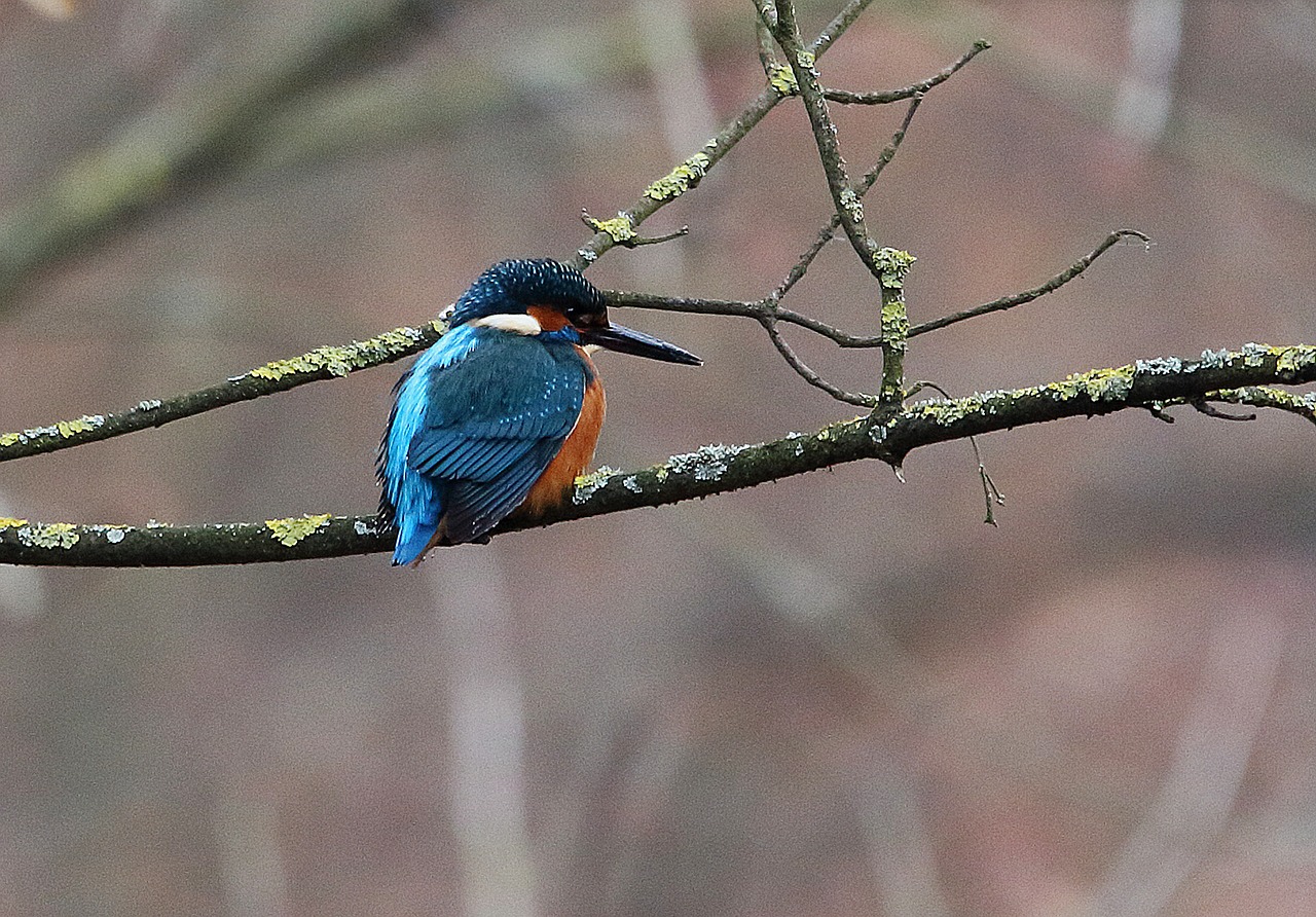 Image - kingfisher bird nature colorful