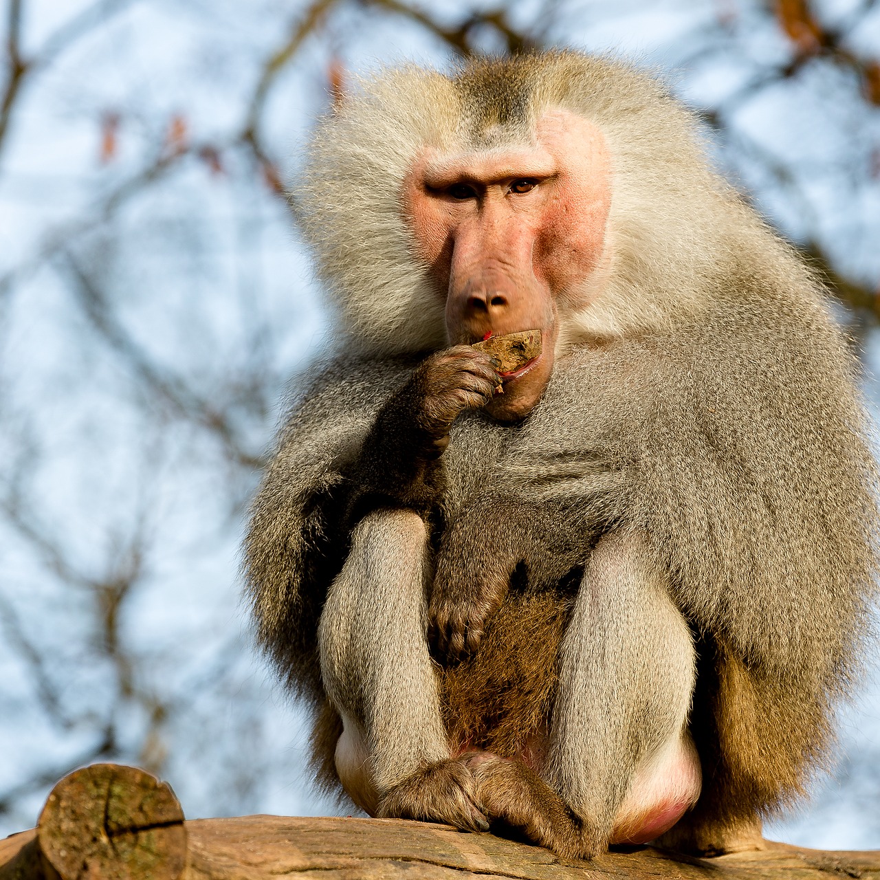 Image - baboon monkey krefeld zoo food