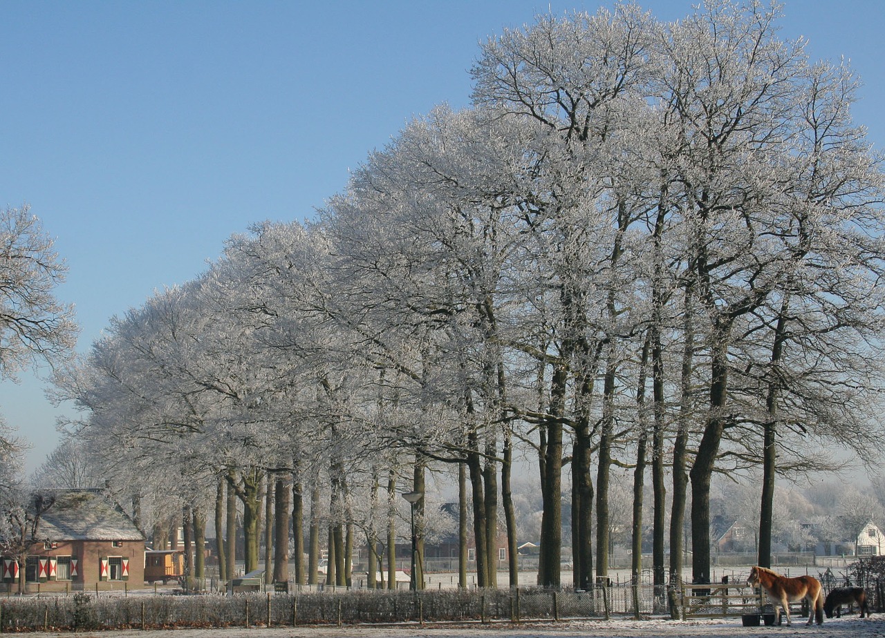 Image - winter soest trees snow freezing