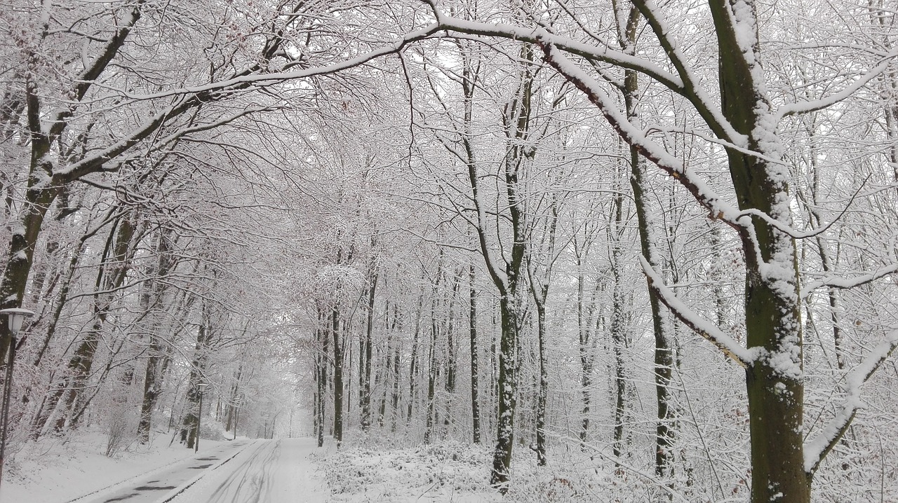 Image - forest snow street winter