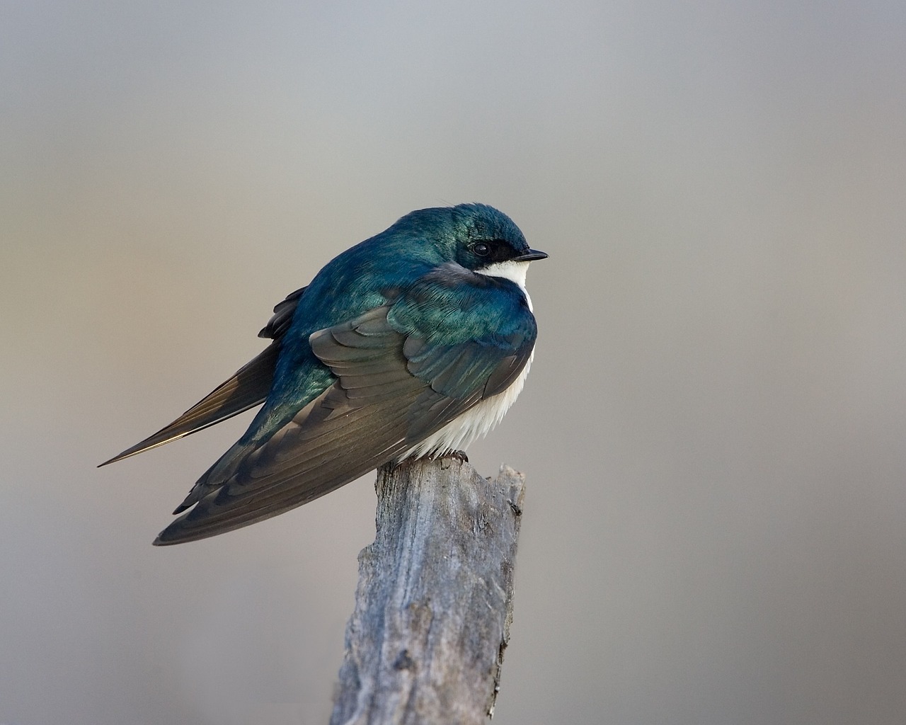 Image - tree swallow bird wildlife nature