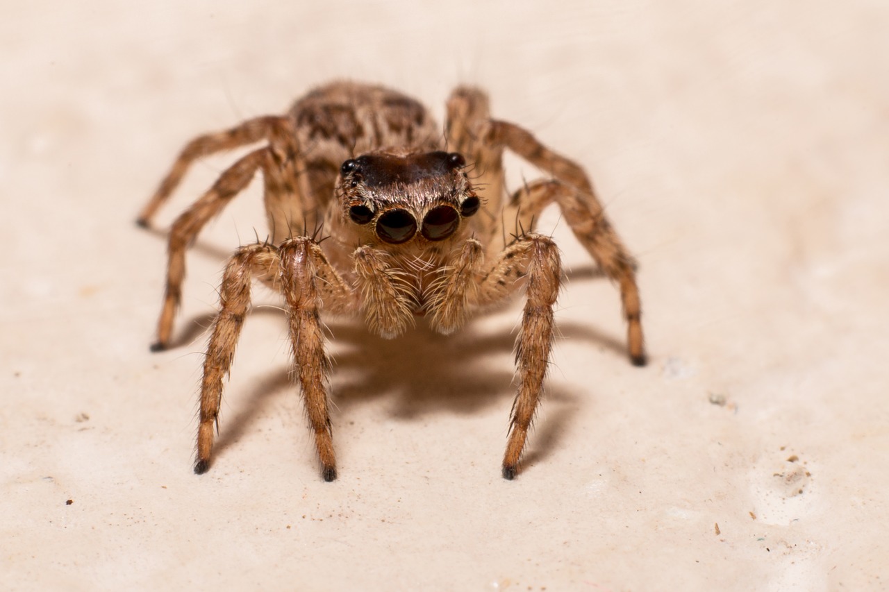 Image - the spider macro insects