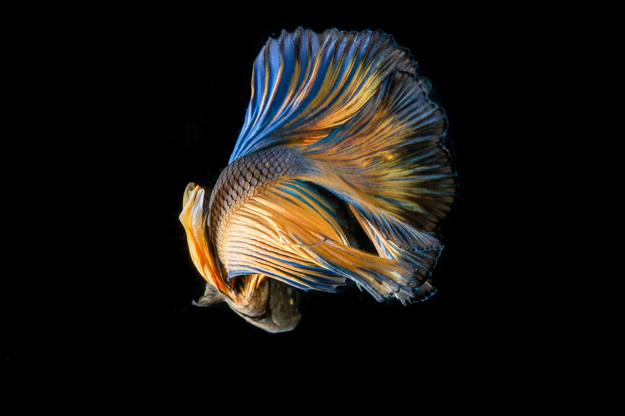 Image - fish fighting fish black background