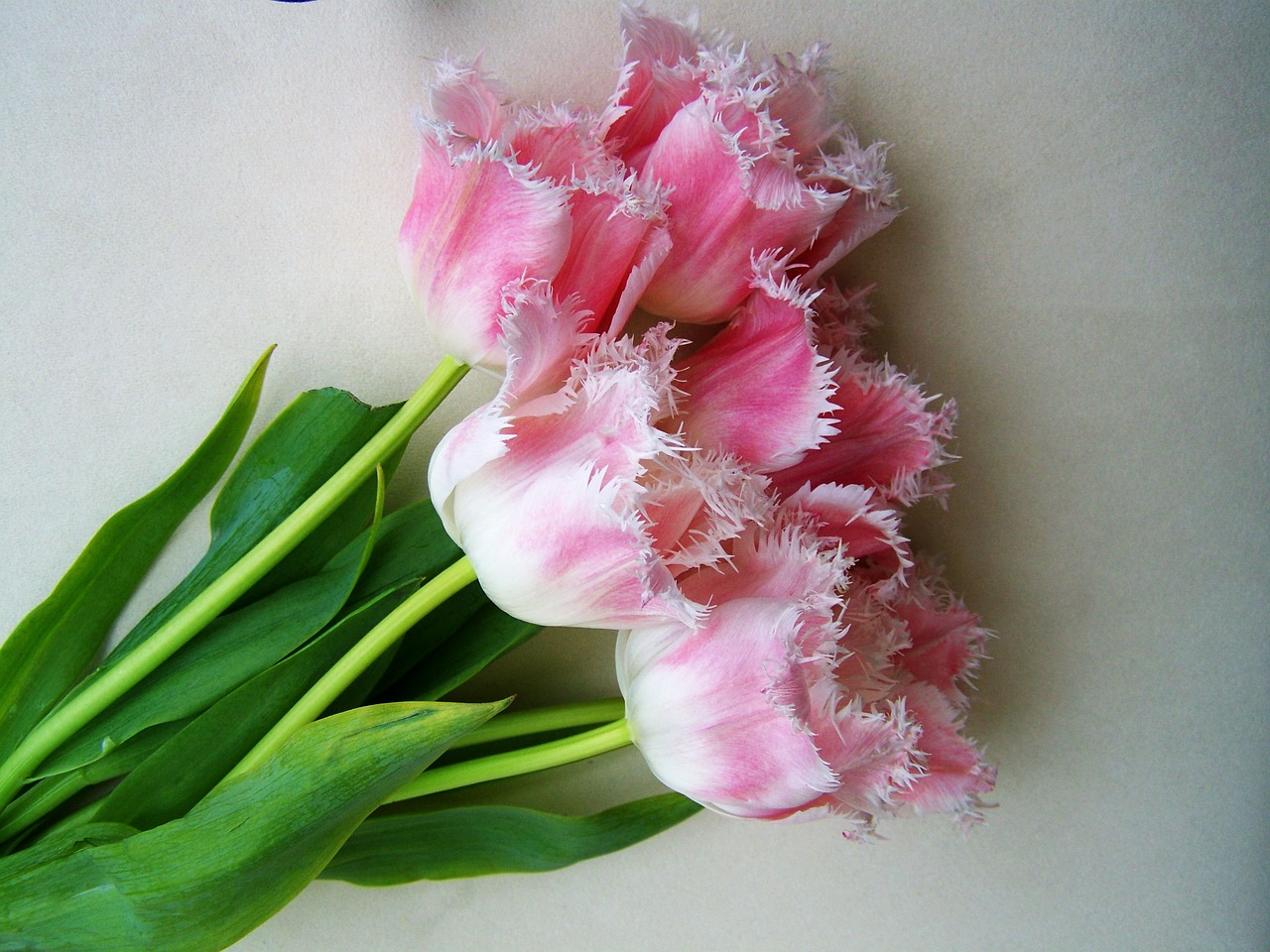 Image - tulip bouquet pale pink cut flower