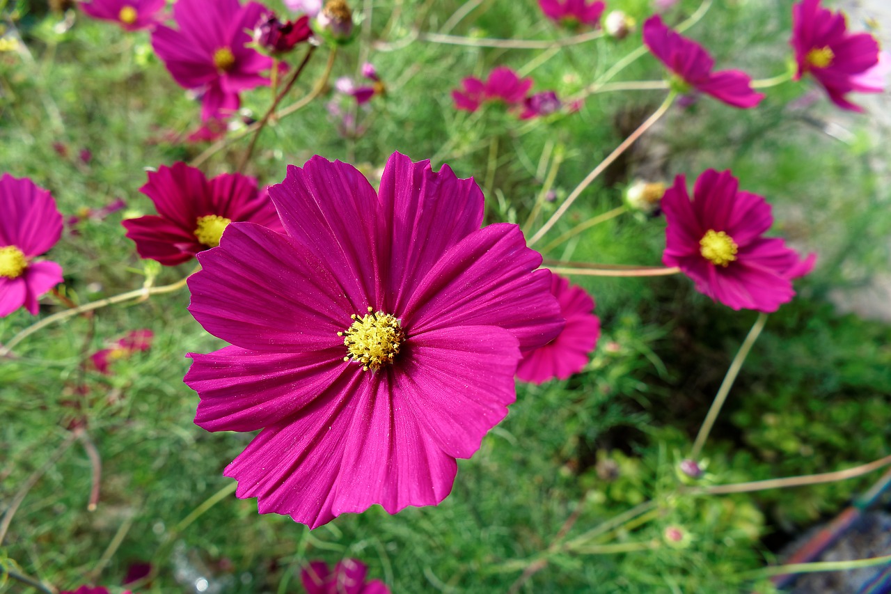 Image - flower pink cosmea nature plant