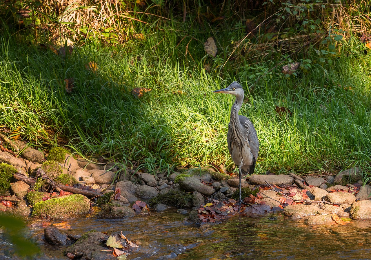 Image - bird heron nature animals river