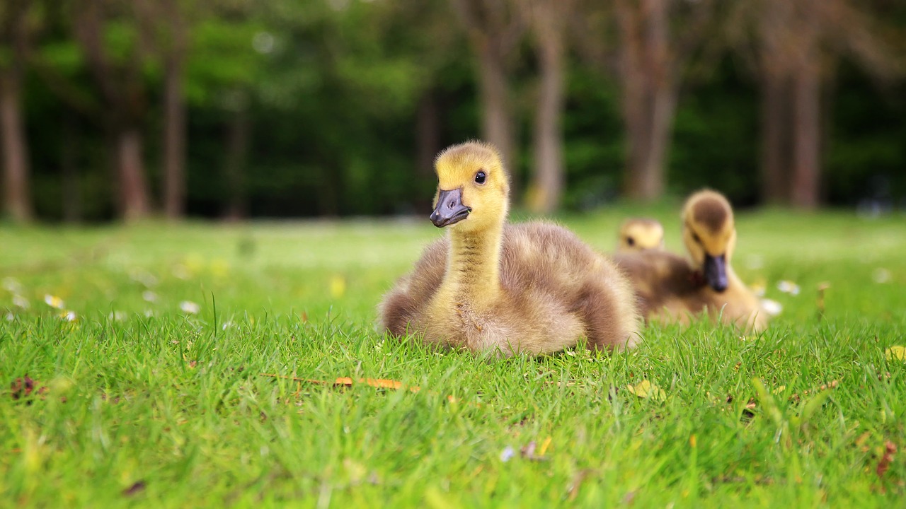 Image - duck young duck bird animal nature