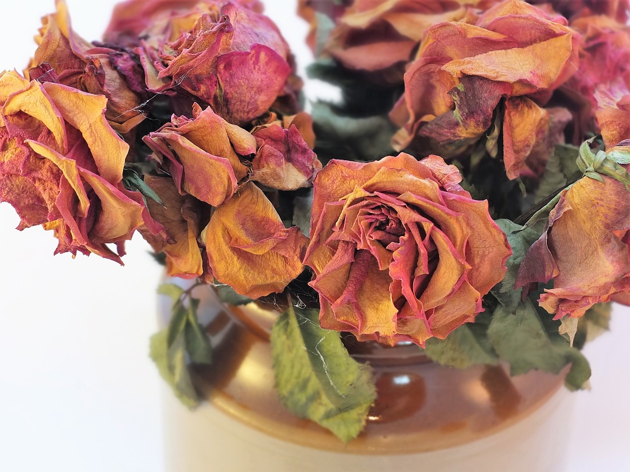 Image - dried roses roses cobwebs flowers