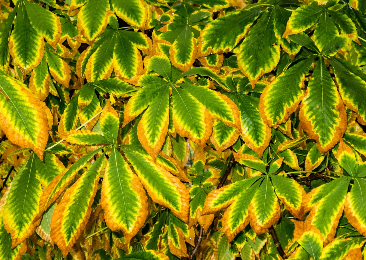 Image - brown tree autumn nature