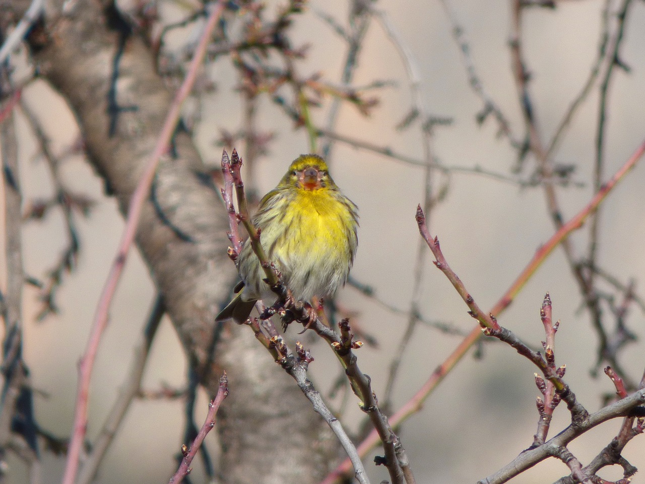 Image - it gafarró bird serinus serinus