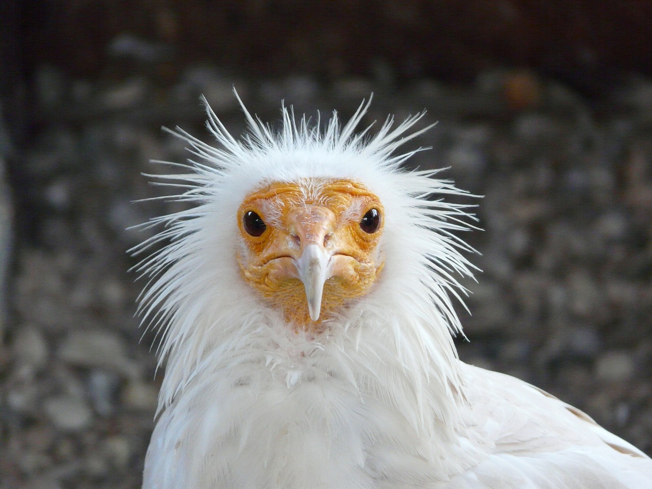 Image - raptor bird nature animal