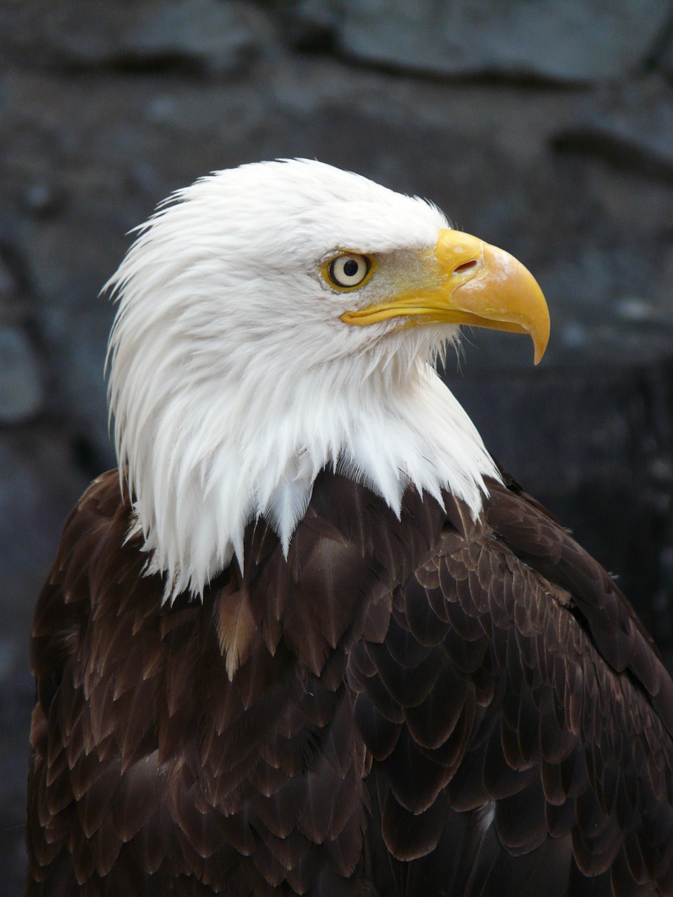 Image - raptor eagle fish eagle pigargue