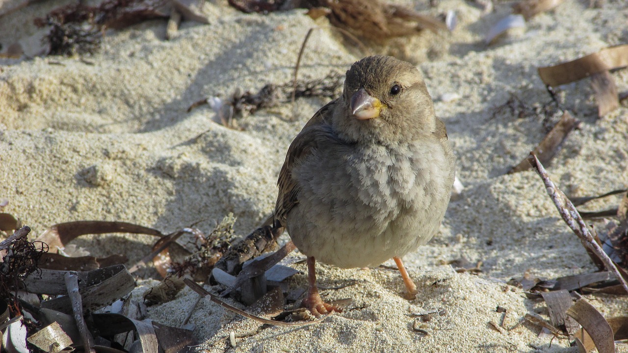 Image - sparrow beach bird wildlife nature