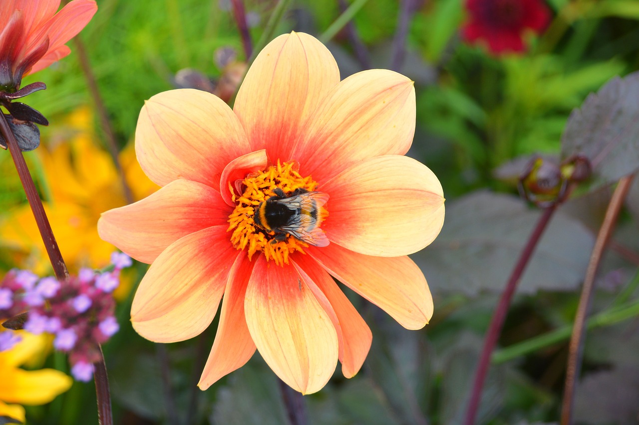 Image - bourdon foraging insect flower