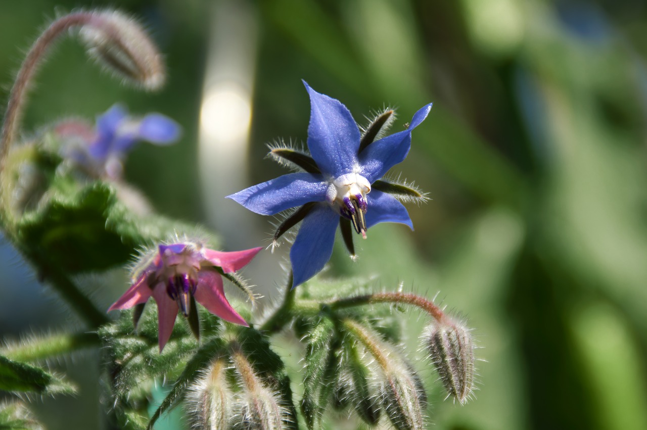 Image - borage garden spring blue pink