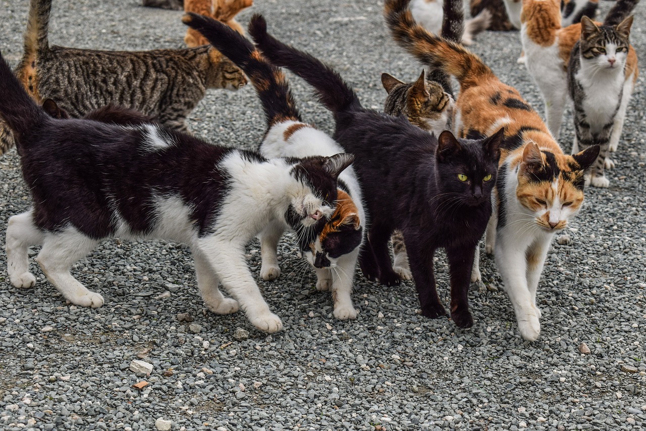 Image - cats feral feline animal outdoor