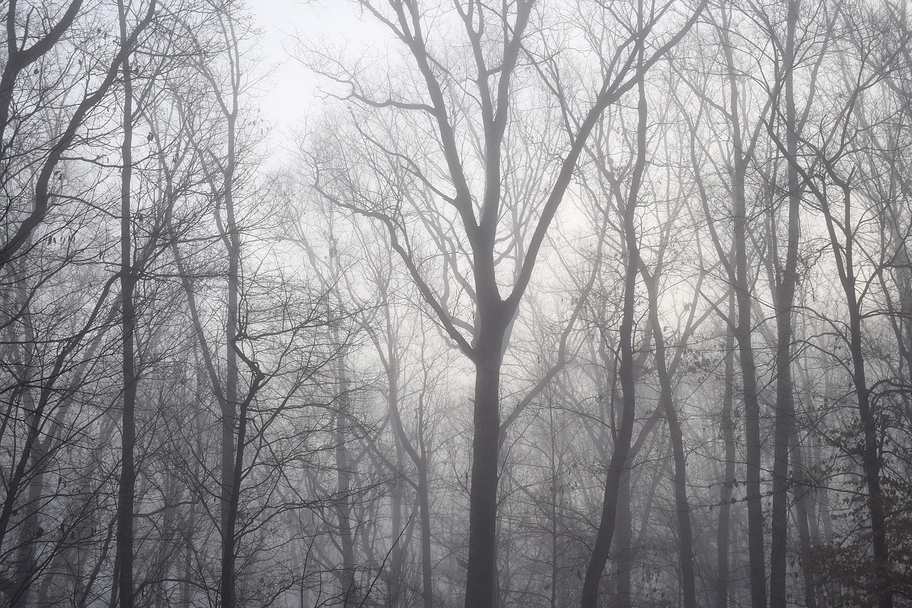Image - dawn trees through the fog winter