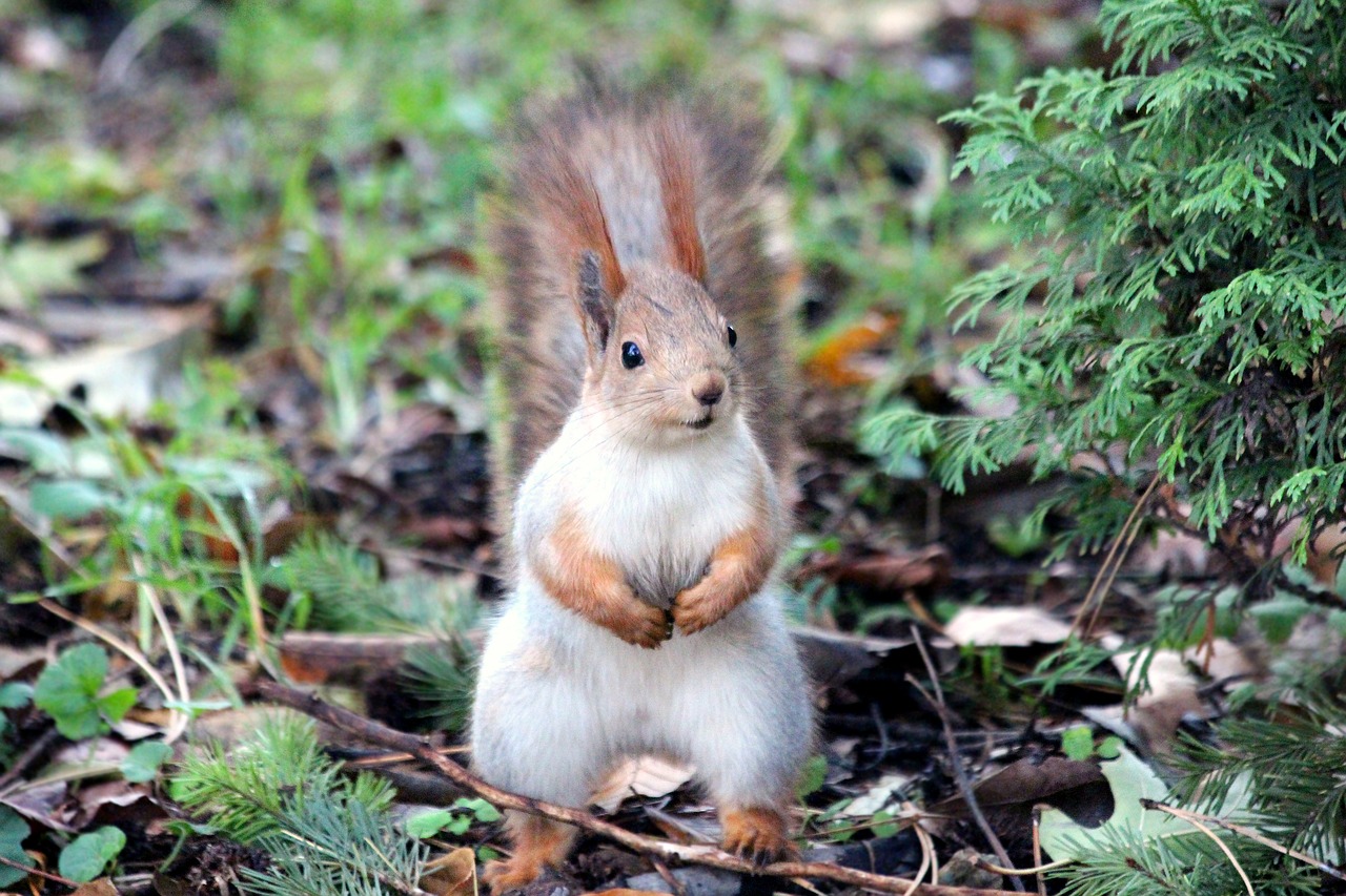 Image - squirrel red squirrel rodent