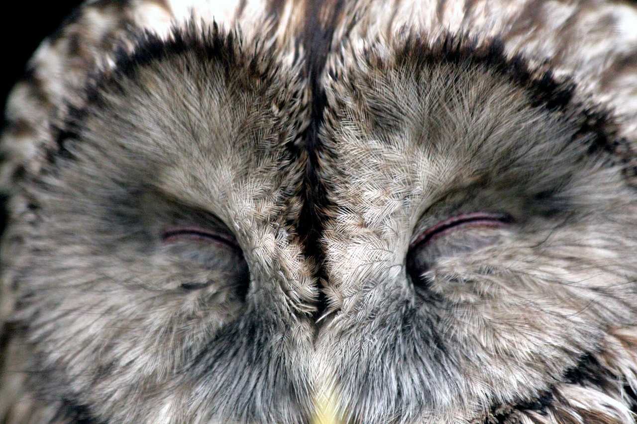 Image - owl bird sleeps front disc