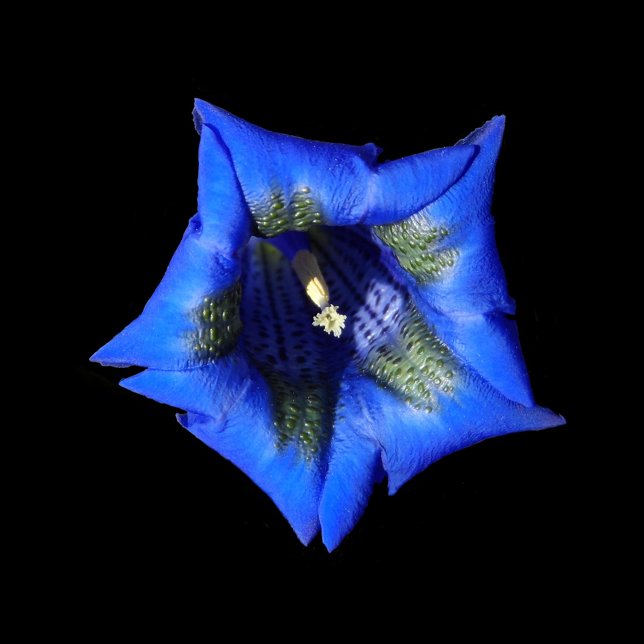 Image - gentian blue blossom bloom flower