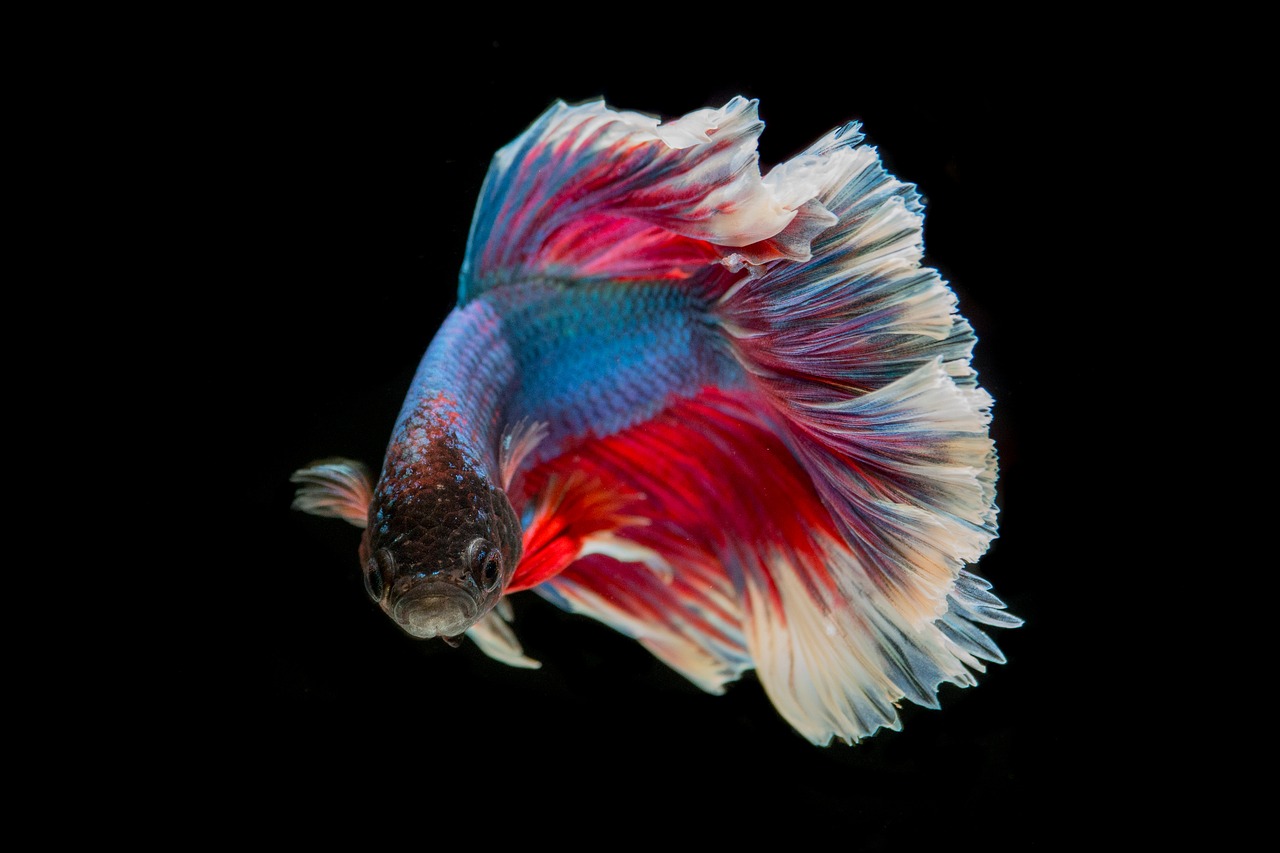 Image - fighting fish fish three color