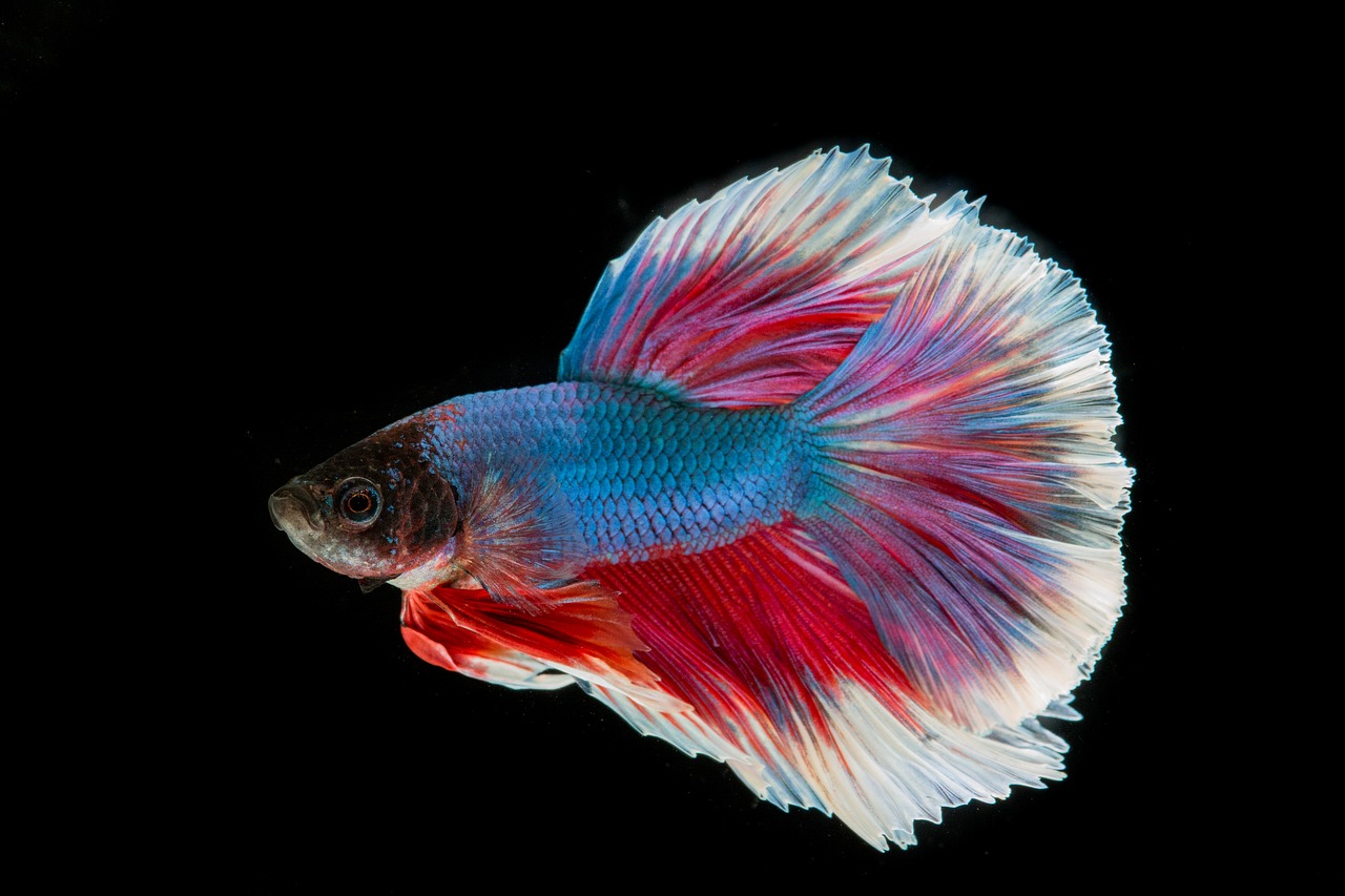 Image - fighting fish fish three color