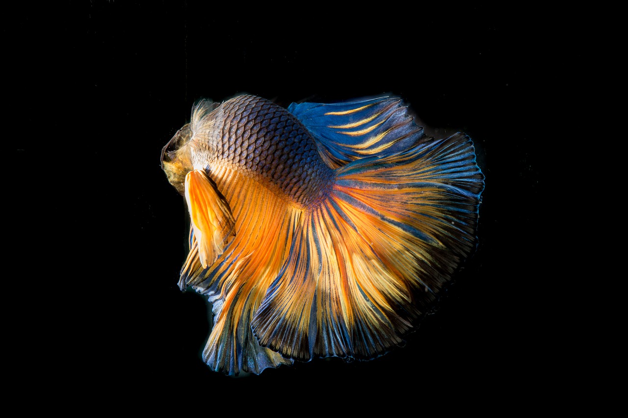 Image - fighting fish fish three color