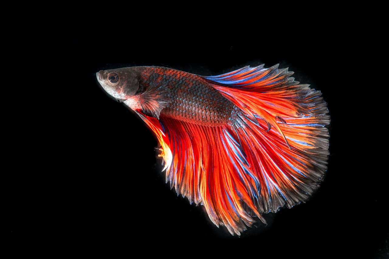 Image - fighting fish fish three color