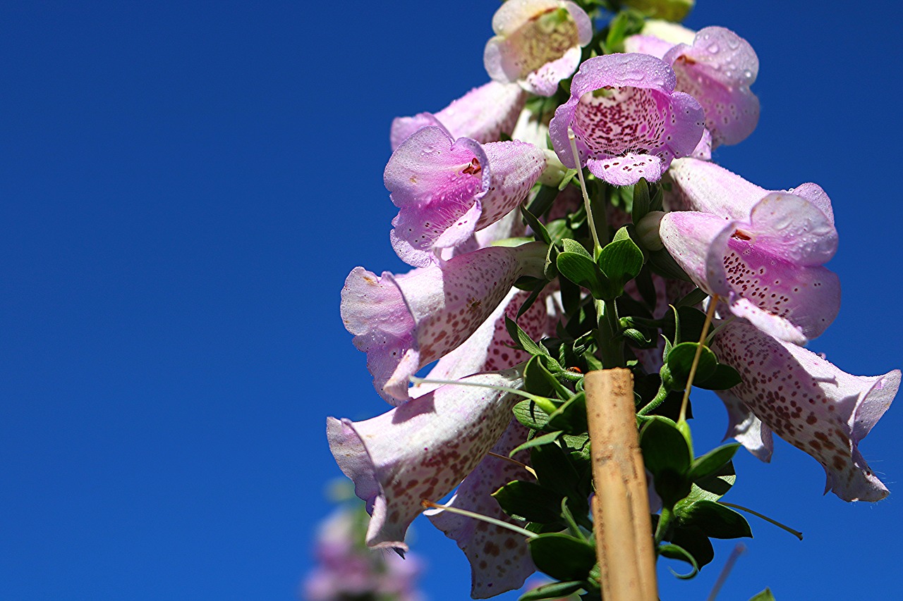 Image - flower natural vietnam ball pink