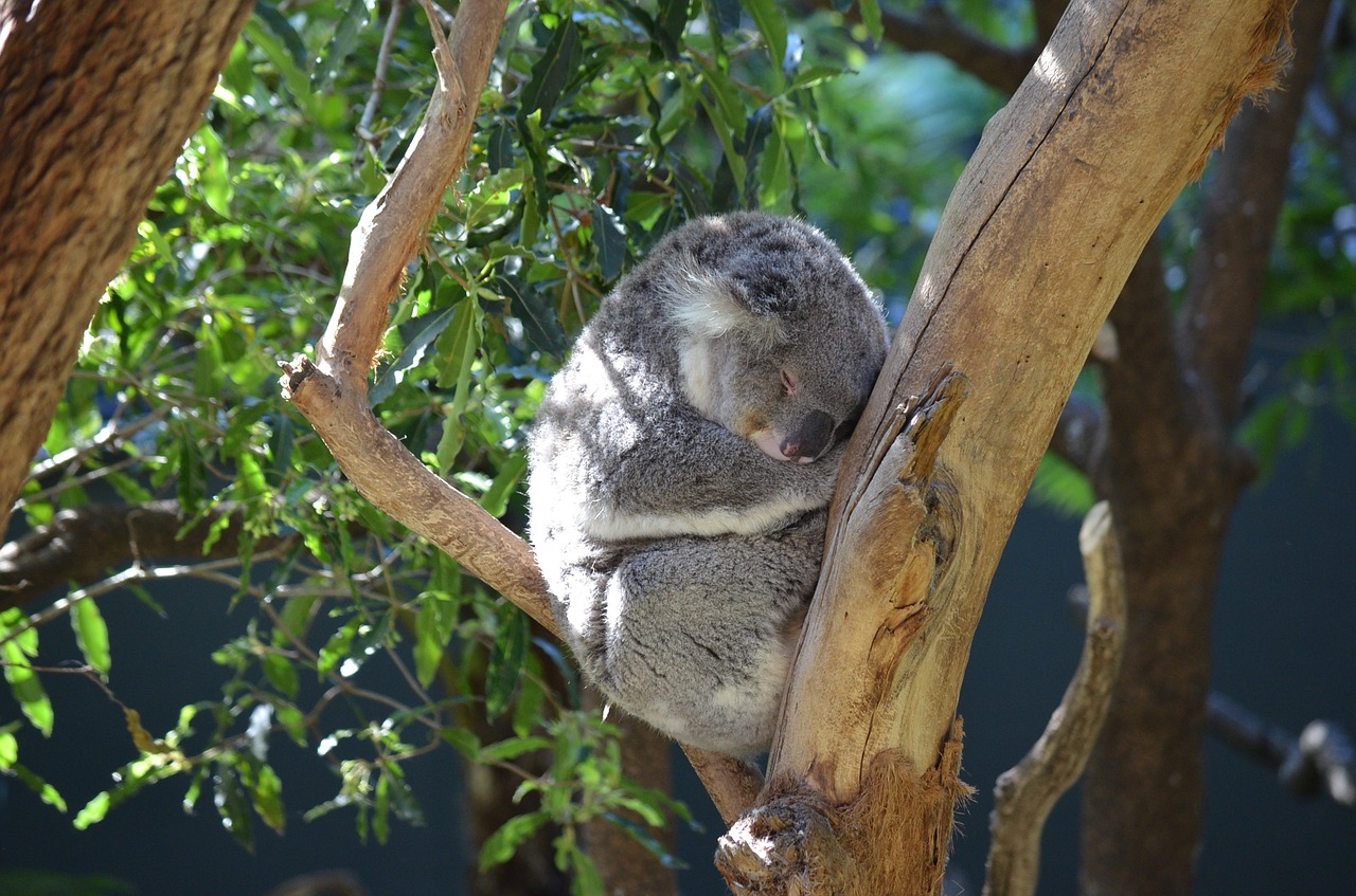 Image - koala marsupial animal cute