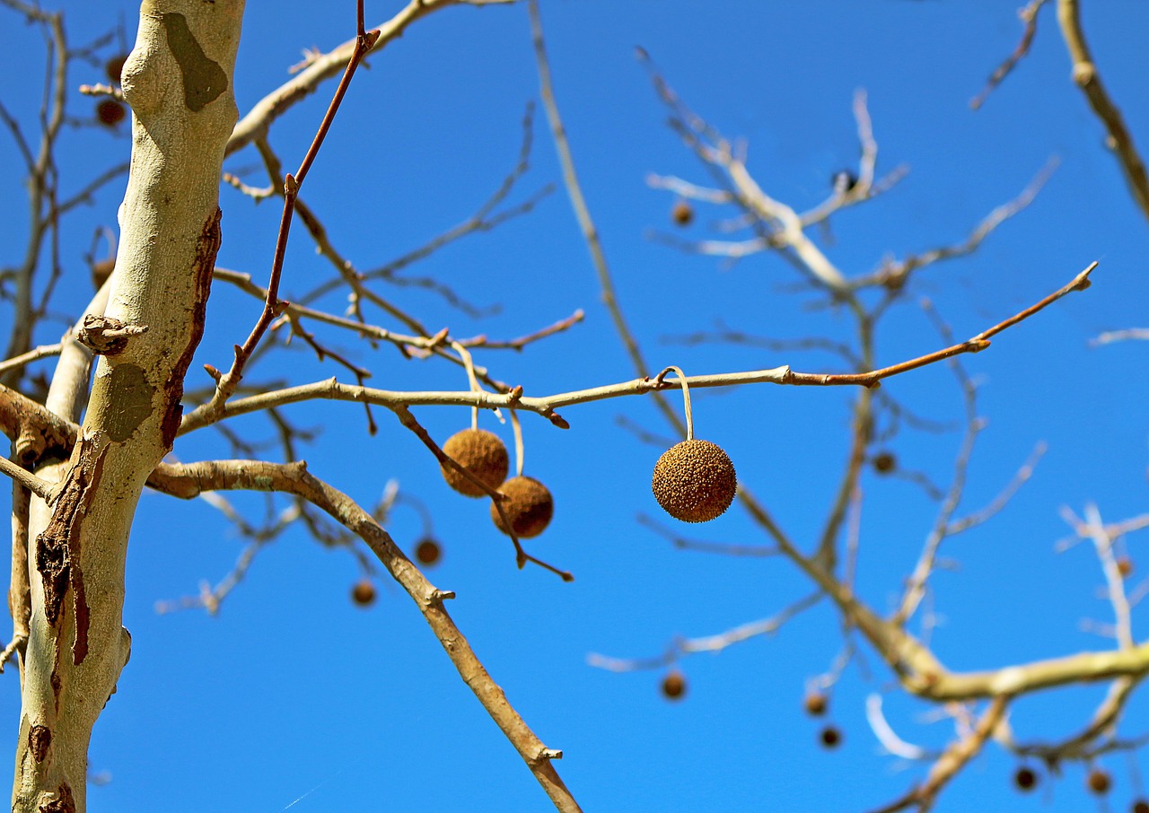 Image - sycamore seeds autumn