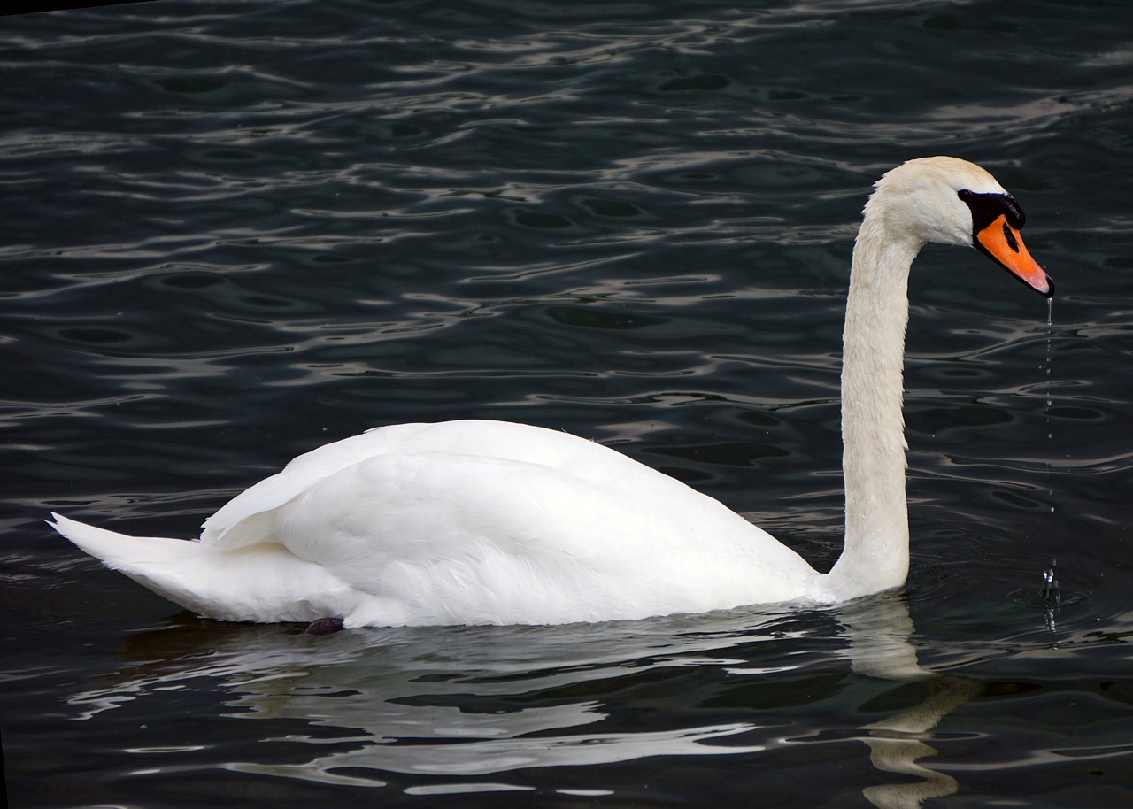 Image - mute swan swan bird waterfowl