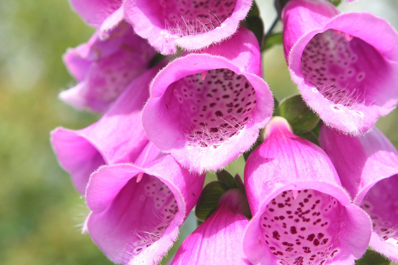 Image - foxglove digitalis flower pink