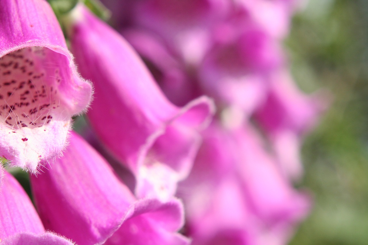 Image - foxglove flower plant garden