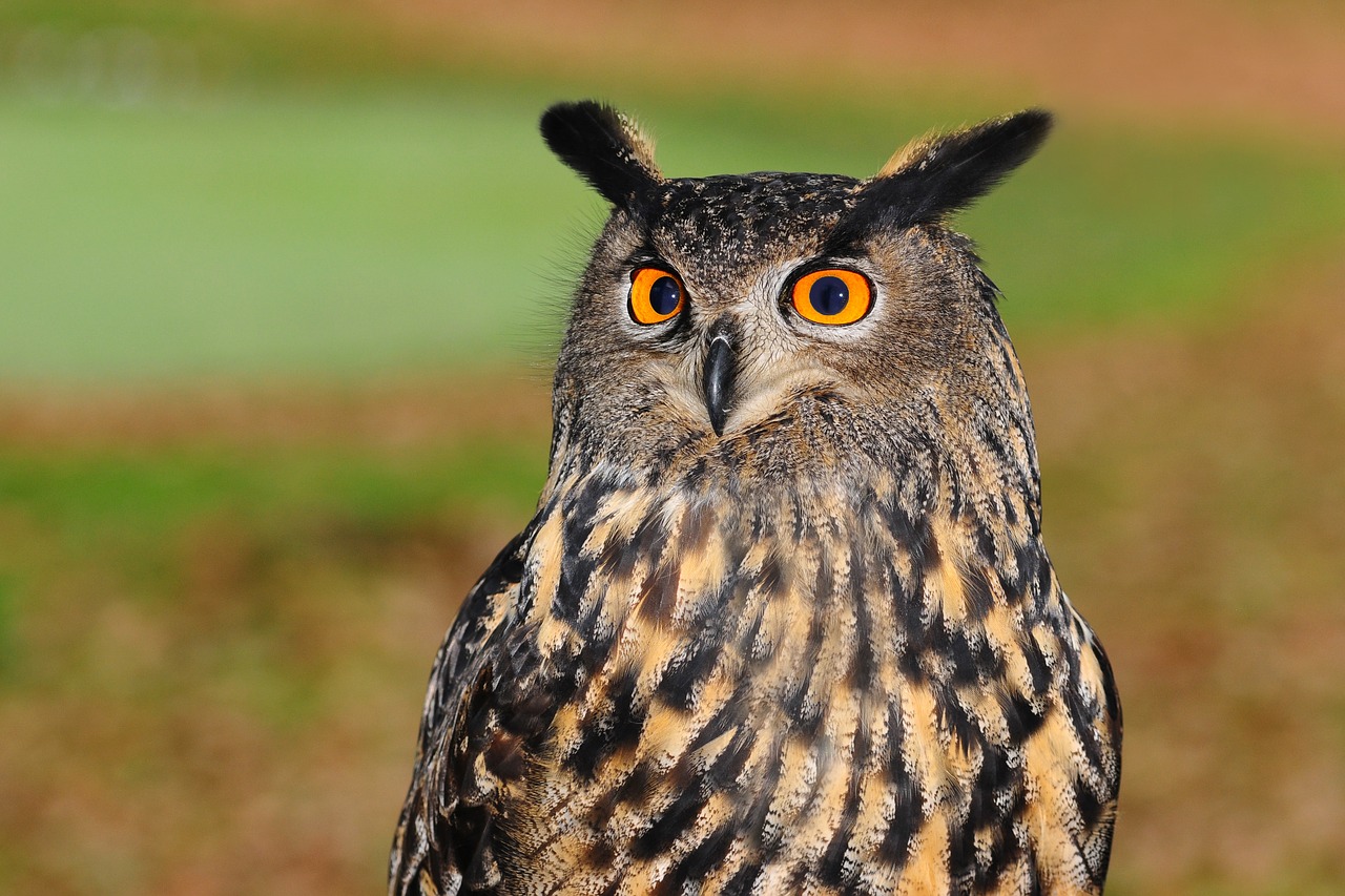 Image - european eagle owl bird of prey owl