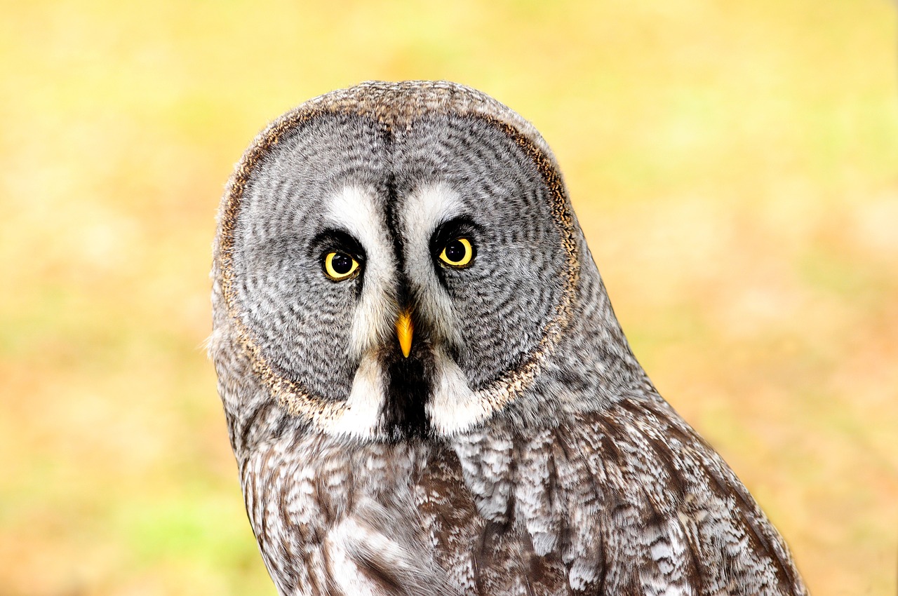 Image - lapland owl bird of prey bird