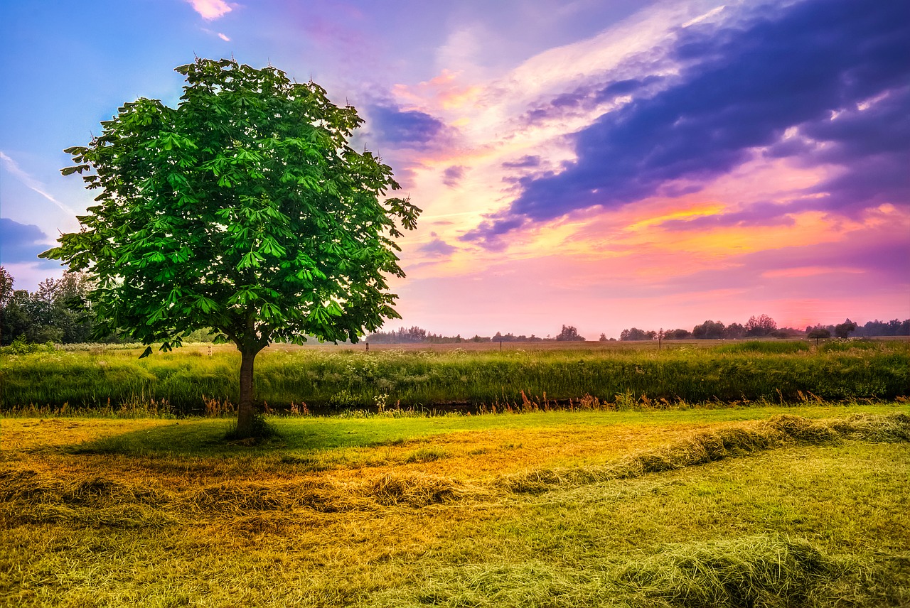 Image - chestnut tree field meadow farm