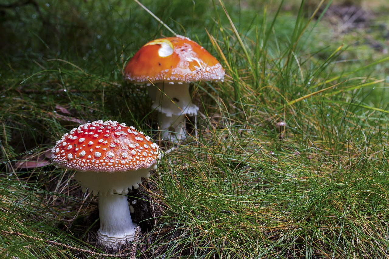 Image - mushroom fly agaric red mushroom