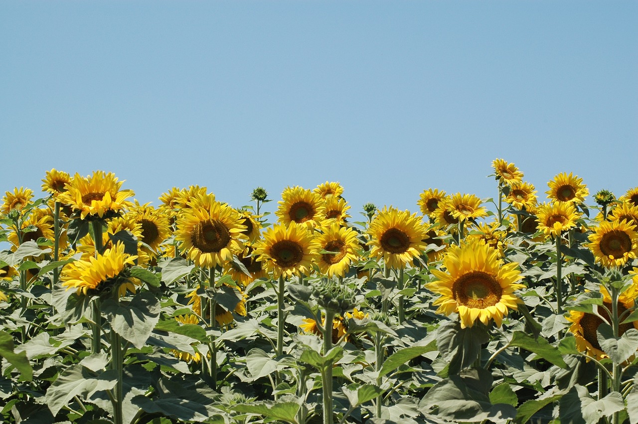 Image - sunflowers sunflower campaign