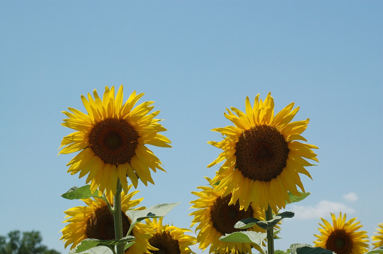 Image - sunflowers sunflower campaign